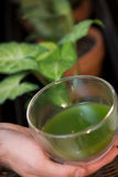 Kappa Matcha